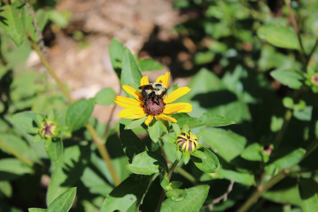 A bumblebee resting on a yellow daisy with green leaves and two flower buds surrounding it. 